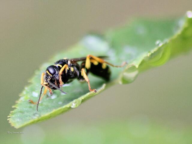 ...Wassertropfen zur...