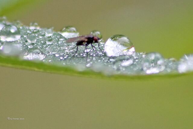 So 'nen Riesenwasserball hat nicht jeder. :-)