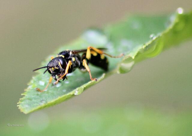 ...Toilette.