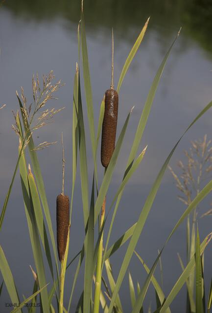 Rohrkolben