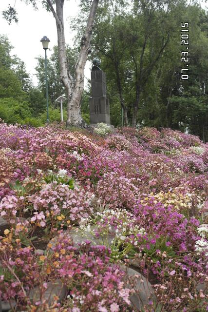 im isländischen Berggarten:eine Pracht