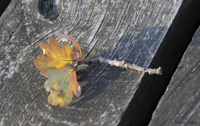 Erste Vorboten des Herbstes?