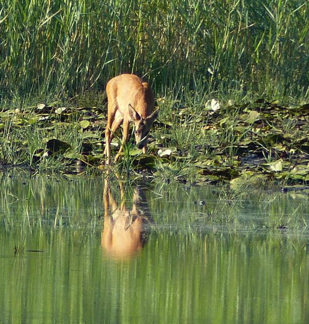 Der Rehbock spiegelt sich im See.