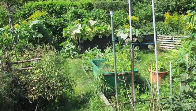Blick in den Gemüsegarten