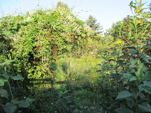 Blüht mächtig am Wildgarten-Gartenweg !
