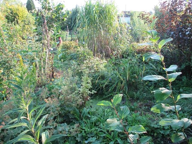 Blick vom Gartenweg in den Wildgarten über die Vogeltränke-r. im Bild Blattwerk von der Kiwi !