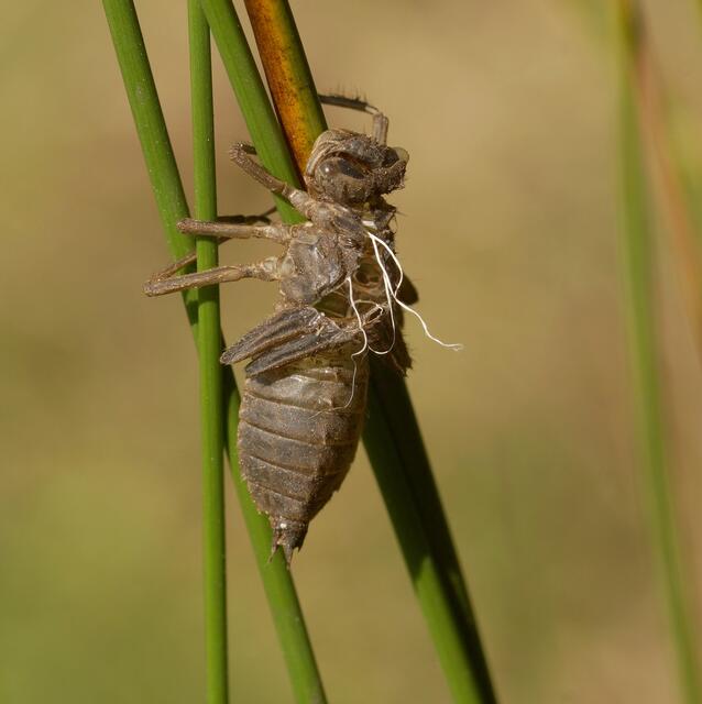 Wenige Tage zuvor entdeckte ich an gleicher Stelle die fest an Halmen verankerte zurückgelassene leere Larvenhülle (die Exuvie) einer Libelle. Hier erkennen wir wunderbar die als weiße Fäden erscheinenden Hauptstämme der Tracheen, die im letzten Larvenstadium die Aufgabe hatten, die noch nicht geschlüpfte Libelle mit Sauerstoff zu versorgen. Welche Großlibelle mag wohl hier ihre Umwandlung (Metamorphose) zum fliegenden Insekt, zum "Juwel der Lüfte" vollendet haben?