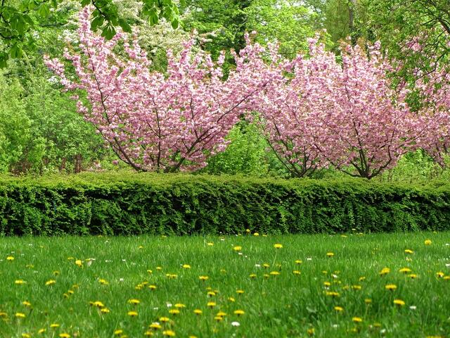 Krischblüte am Hessenring in Bad Homburg. Die Idylle trügt: Hinter der Hecke und hinter den Kirchbäumen befinden sich die Fahrbahnen einer stark befahrenen Straße.