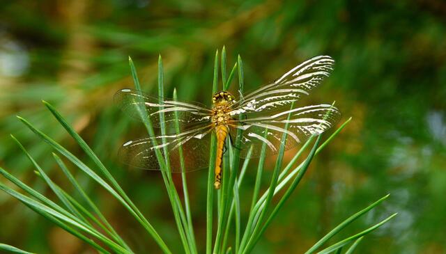 Am kleinen Moorteich konnte der Schlupf einer Viezahl von Klein- und Großlibellen und von verschiedenen Heidelibellen verfolgt werden. Auch  Vierfleck und Moosjungfern haben wir dort angetroffen. Eine große Anzahl frisch geschlüpfter Schwarzer Heidelibellen wurden dort in den vergangen Jahren dokumentiert, siehe Bild. Die hier auf einer Kiefer sitzende Schwarze Heidelibelle ist frisch geschlüpft. Wir erkennen es an den noch glänzenden Flügeln und den weißen Flügelmalen.