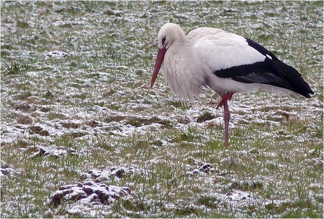 Storch im Februar