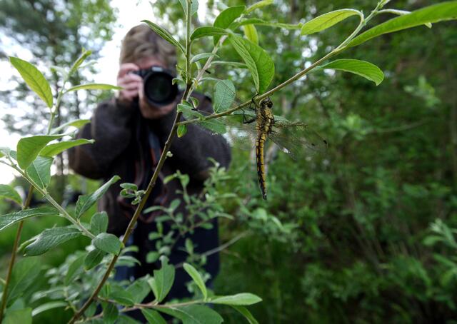 Großlibellen am Würmsee. Der Große Blaupfeil - ein Jungtier - im Fokus der Kamera. Beim genaueren Betrachten erkennt man leider bei diesem Tier einen Knick im Hinterleib und auf der rechten Seite verstümmelte Flügel...