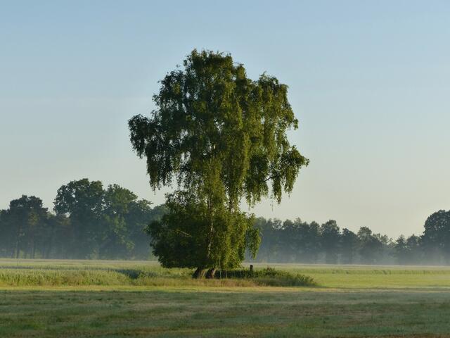 Lieblingswiese im Morgendunst. Eine große offene Wiese mit Baum. Unscheinbar, doch dennoch ein ganz besonderer Platz. Eine Wiese mit ganz besonderen Erinnerungen an interessante Begegnungen. Am Rande dieser Wiese wurden einige "Darsteller" aus folgenden Beitrag entdeckt. Siehe: http://www.myheimat.de/burgwedel/natur/tagfalter-im-wind-gelbwuerfeliger-dickkopffalter-stoerung-auf-der-brennessel-und-ein-widderchen-nascht-am-sommerlichen-bluetenkorb-der-wilden-margeri-d2613340.html