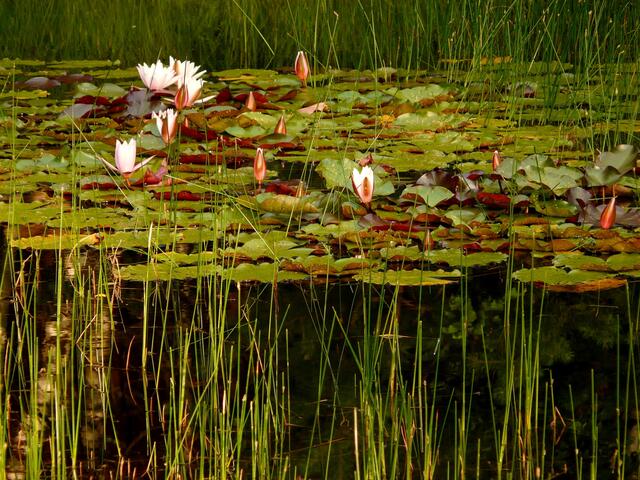 Ein vorerst verlorenes Paradies? Der Moorteich, ein wunderbares Libellenhabitat und Biotop, in dem wir neben einer Vielzahl heimischer Libellen- und Schmetterlingsarten, auch Ringelnattern, Teichfrösche, von Zeit zu Zeit einen Reiher sowie weitere Wasservögel und den Buntspecht antreffen konnten. Ein herrliches Biotop. Im "erweiterten Abendradtourenradius" um Burgwedel. Wegen Rodung und anschließender Wiederaufforstung wurde dieses wunderbare Refugium umzäunt und ist nun für Jahre wohl nicht mehr begehbar.