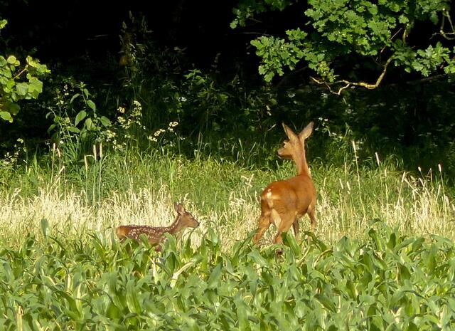 In der Nähe streift eine Ricke mit ihrem Kitz zwischen dem jungen Mais und dem Waldrand entlang.