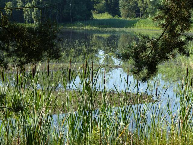 "Ebbe und Flut" im Würmsee. Auf dem ehemaligen Seegrund wächst frisches Grün.