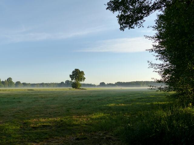 Der Morgennebel weicht. Eine Wiese für herrliche "Himmelsbilder"