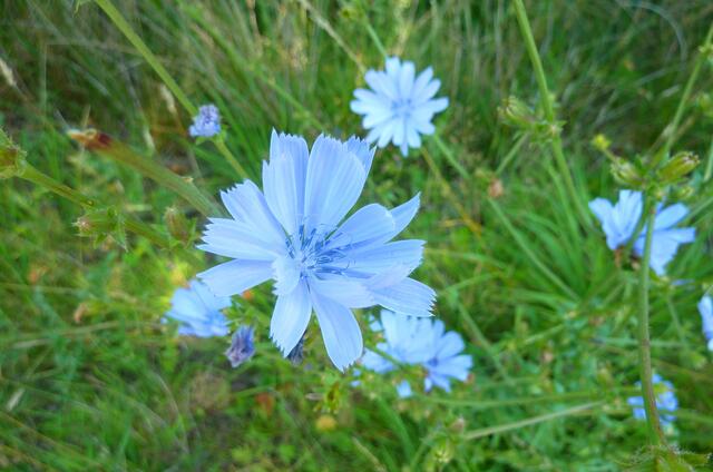 Leuchtendes Blau am Wegesrand