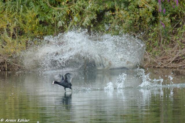 Jetzt knallt sie voll auf das Wasser, dass es nur so spritzt und das Bläßhuhn erschrocken flüchtet