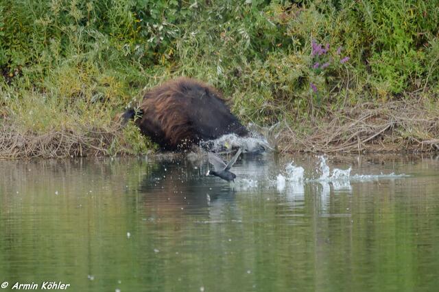 Und macht einen Kopfsprung in den Weiher