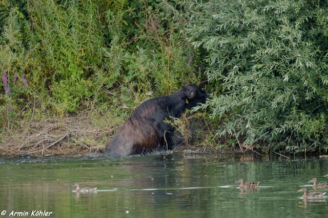 Pitschnaß und noch etwas benommen krabbelt sie aus dem Wasser