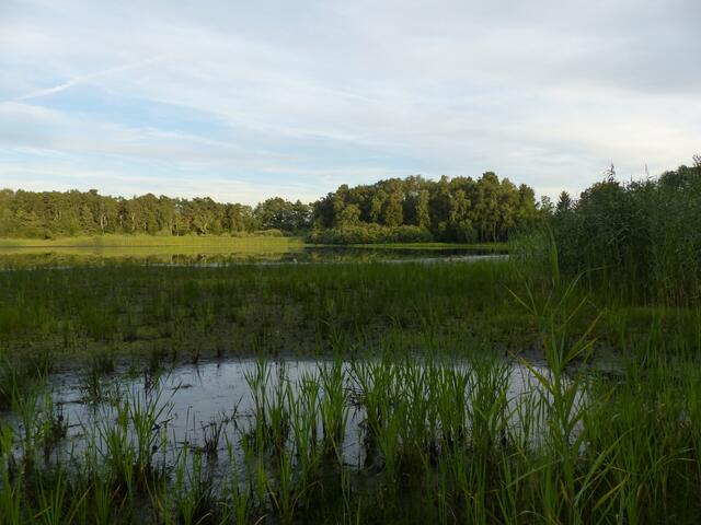 In diesem südwestlichen Bereich des Würmsees herrscht nun - Anfang September 2015 - Trockenheit.