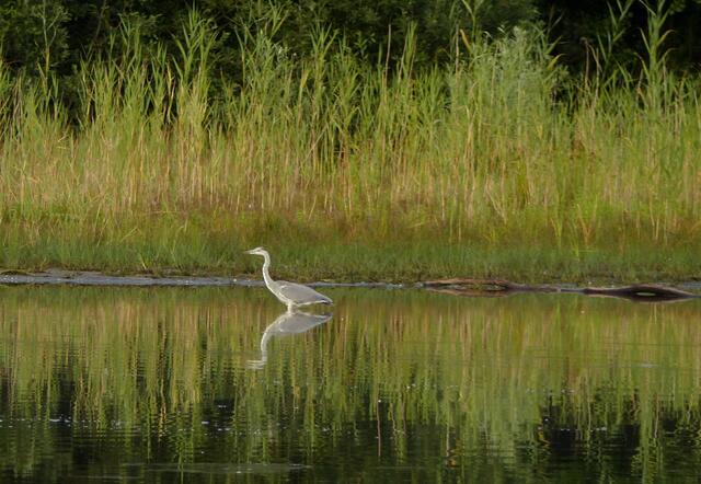 Graureiher und Enten finden sich an den verbleibenden Wasserstellen dennoch ein.