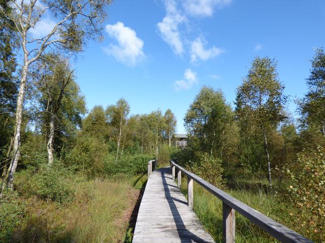 Hochmoor Mecklenbruch