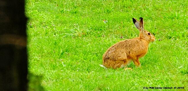 Hasen sind zur Zeit noch ziemlich selten anzutreffen. (Foto vergrößert)