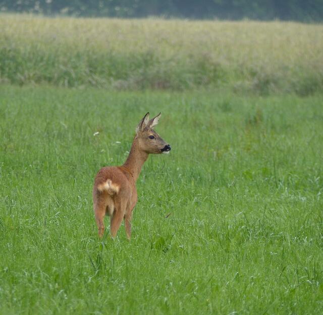 Am Wiesenrand verweilt am frühen Morgen mit aufmerksamen Blick und wenig Scheue dieses besonders hübsche Tier für etliche Minuten zur Beobachtung.