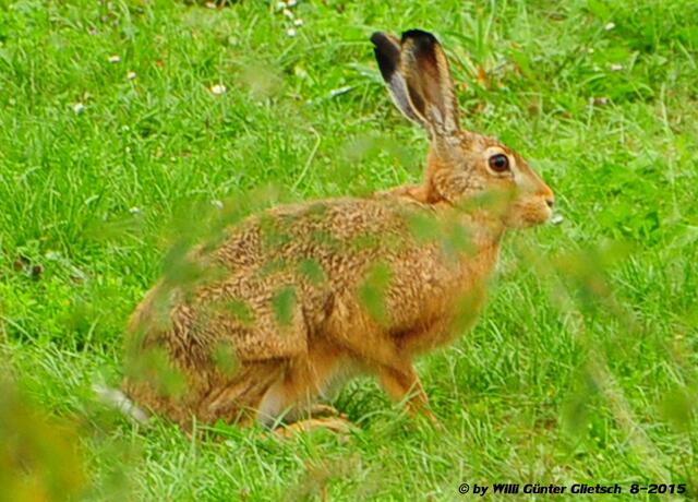 Stark vergrößert ist dieses Foto. (der selbe Hase wie vor).