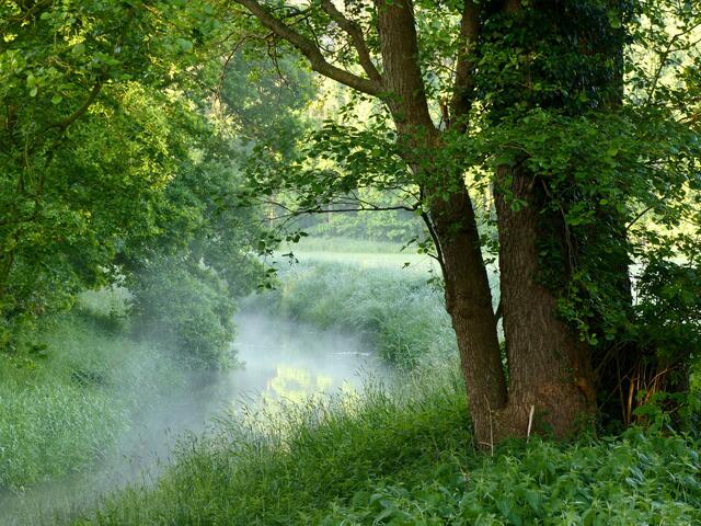 Nicht ganz "50 Schattierungen von GRÜN". Der Weg über die Wietze in Richtung Wedemark führt über eine Brücke mit einer an diesem Morgen besonders romatische daliegenden sie umgebenden Landschaft. Nebel liegt auch hier über dem Wasser. Ich stehe auf einer Brücke, auf der sich schon Marder und Katze Gute Nacht sagten, an der sich das Rehwild auf der Wiese labte und die viele weitere Geschichten auch von bekannten Fotografen... erzählen könnte...!