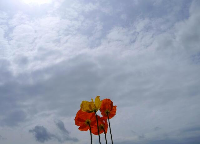 Sommer...