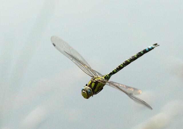 Ebenso war es an diesem Teich sehr gut möglich die Libellen im Flug zu beobachten und sie fotografisch mit Watstiefeln im Wasser stehend festzuhalten. Auf dieser Aufnahme sehen wir die "Blau-Grüne-Mosaikjungfer" im schnellen Flug den kleinen Moorteich überqueren. Ich bedauere sehr den Verlust dieses einzigartigen Naturrefugiums.