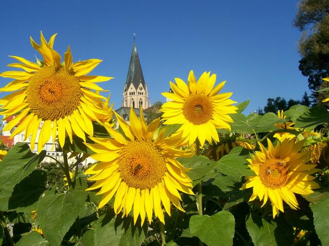 Sonnenblumen im Klostergarten der Benediktinerabtei Sankt Ottilien