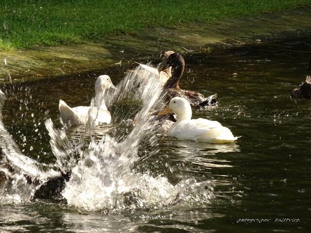 ..hier gab's Action