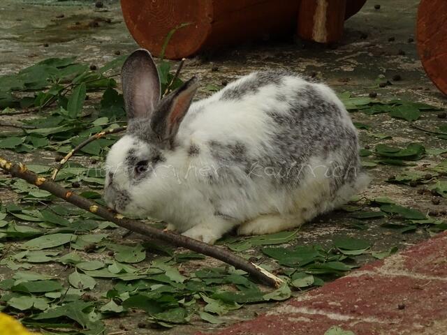 Hoppelbruder...
