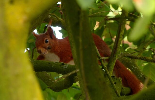 Einen kleinen Frühaufsteher, ein hübsches rotes Eichhörnchen habe ich um 5.45 Uhr bei seiner Frühstückssuche draußen in der Natur entdeckt.
In der Nähe steht ein großer alter Kirschbaum mit dunklen saftigen Früchten.
Eine kleine Straße, die es von seinem Ziel trennte, überwand es mit einem kühnen Sprung von Baum zu Baum und landete jenseits der Gefahrenzone in einer riesigen Kastanie.
Von dort war es nicht mehr weit bis zu seinem Obstfrühstück...
