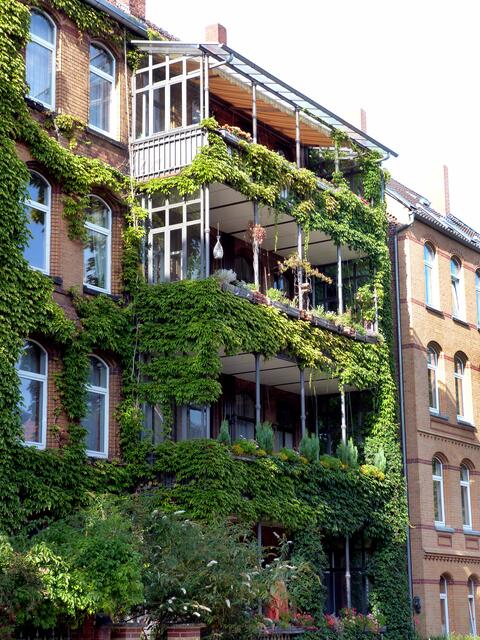 Bewachsene Balkonfront im Stadtteil Linden (Hannover)