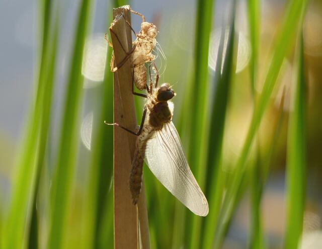 Großlibelle mit Exuvie in einem mit Krebsscheren besetzten Libellenhabitat  kurz nach dem Schlüpfen im abendlichen Gegenlicht.