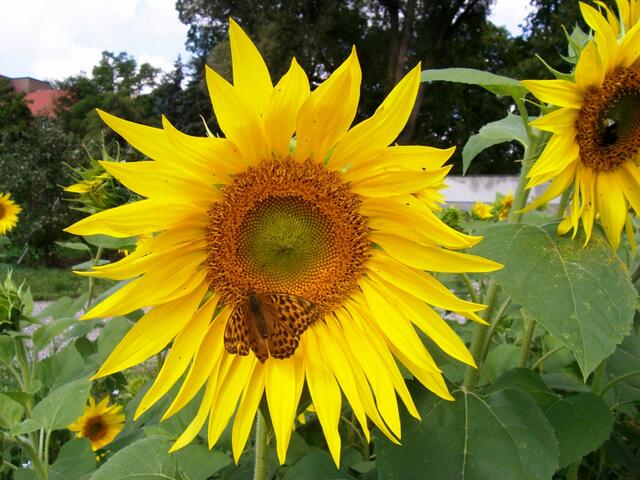 Kaisermantel auf einer Sonnenblume