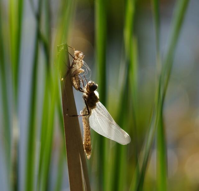 Die frisch geschlüpfte Libelle 3 Minuten zuvor.Sie befindet sich in der noch blassen weichen Phase, in der sie erhärtet, bevor sie zum Jungfernflug starten kann.