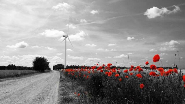 Hannover Kronsberg zur Zeit der Mohnblüten