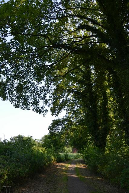 Weg am Mariensee in Derneburg (Foto: Katja Woidtke)