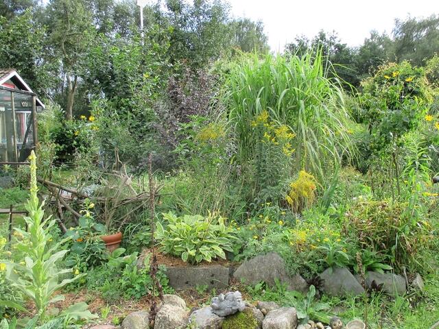 Blick über den Teich zum Wildgarten- die Funkie ist prima angewachsen, bewacht von der Goldrute und dem Schilf