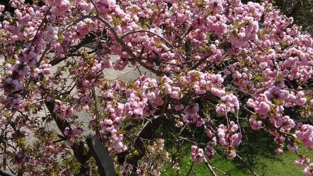 Fruehling