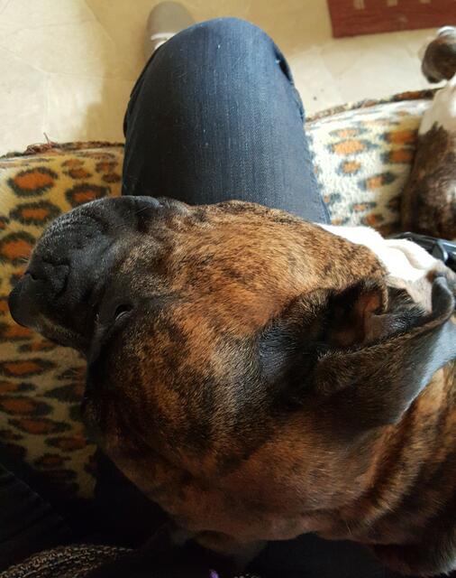 Boxy muss mit mir schmusen