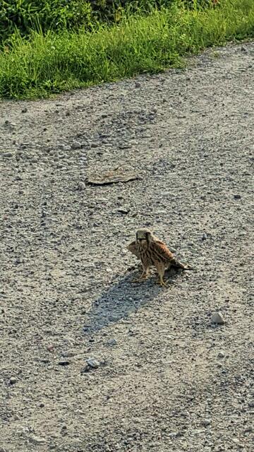 Wer sitzt da denn mitten auf dem Weg?