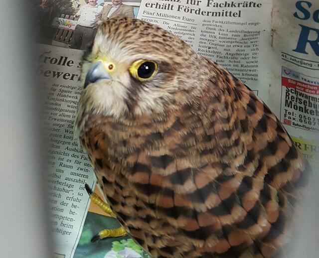 Auf zur Wildfangaufzuchtstation