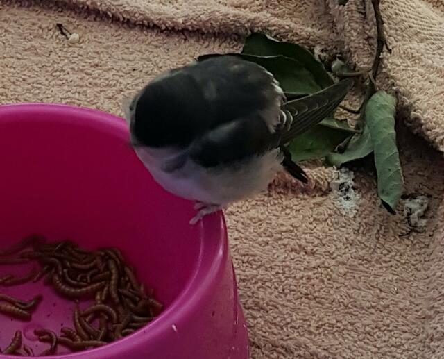 Nicht nur Turmfalken werden hier aufgepäppelt