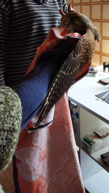 Diana untersucht eines der Findelkinder